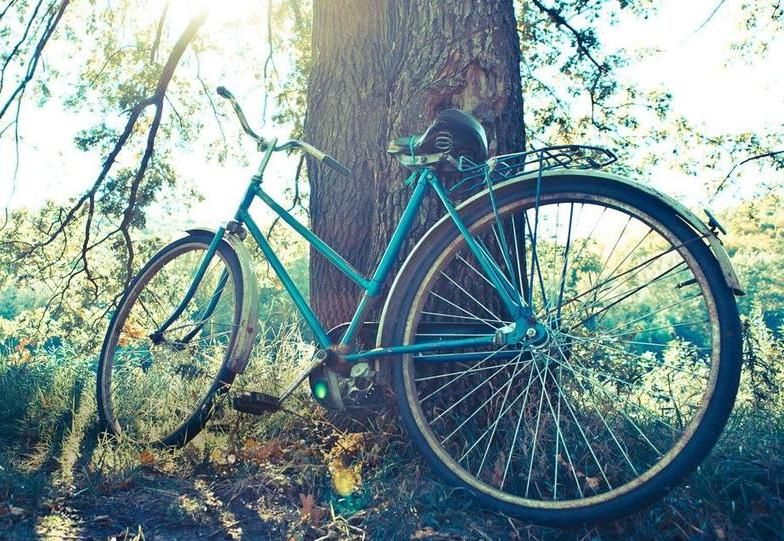 Eine sonnenbeschienene Szene mit einem Fahrrad, das an einem Baum lehnt, umgeben von Natur.